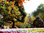 公园风景