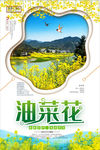 油菜花