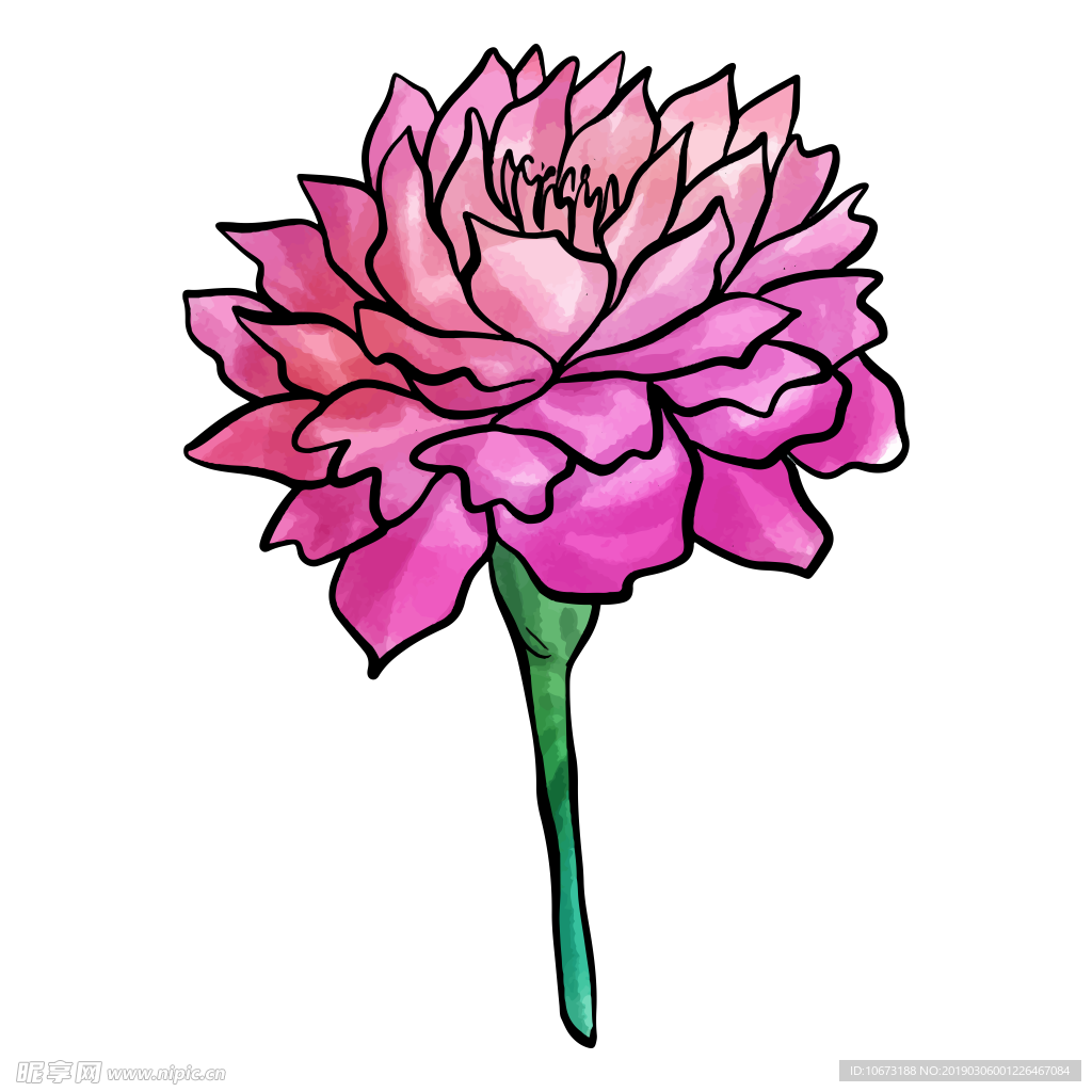 水彩植物图片