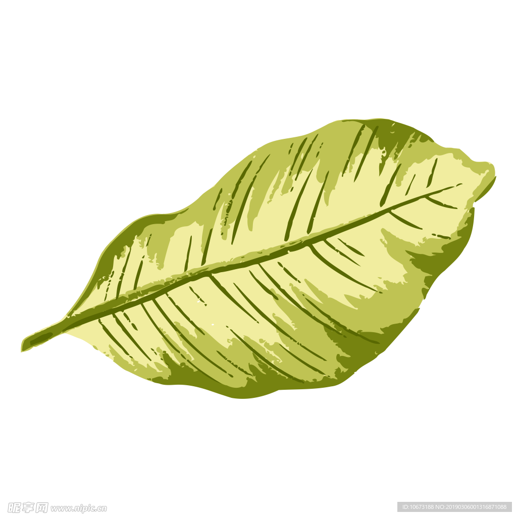 水彩植物图片