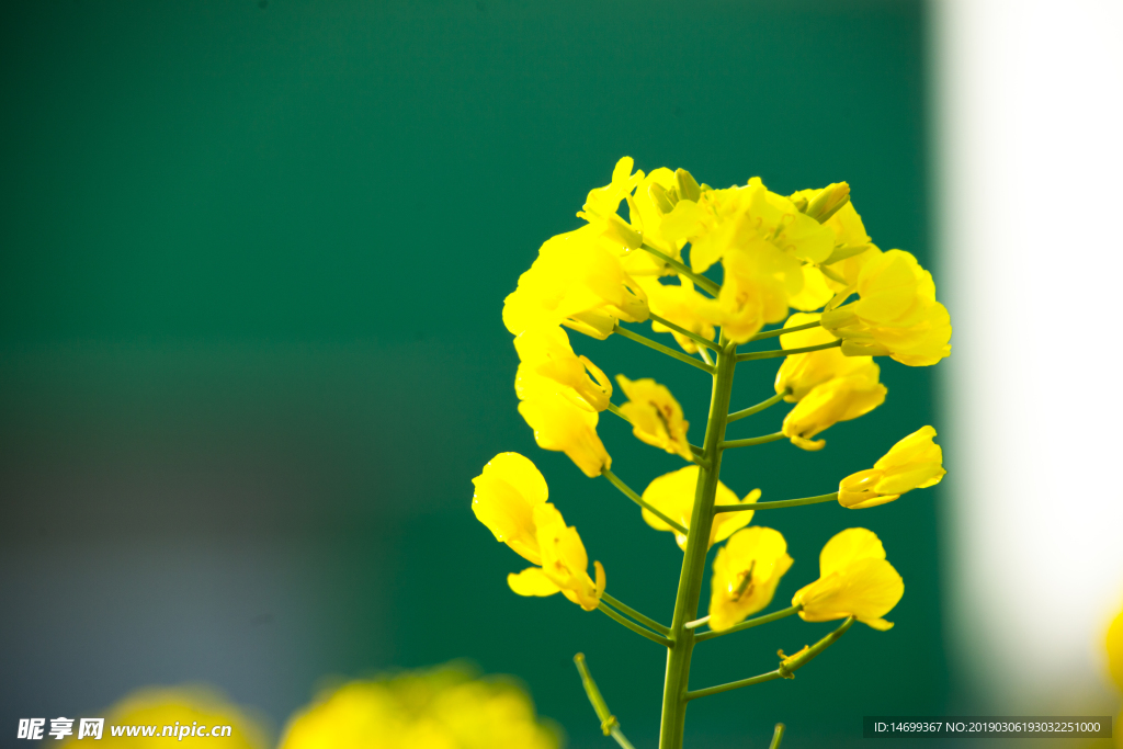 油菜花