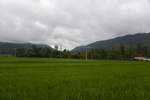 稻田