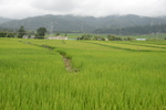 稻田