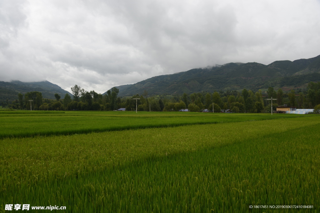 稻田远山