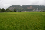 稻田