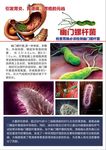幽门螺杆菌宣传单页