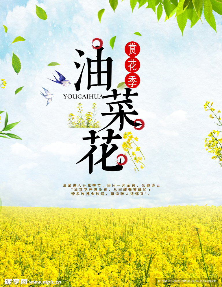 油菜花