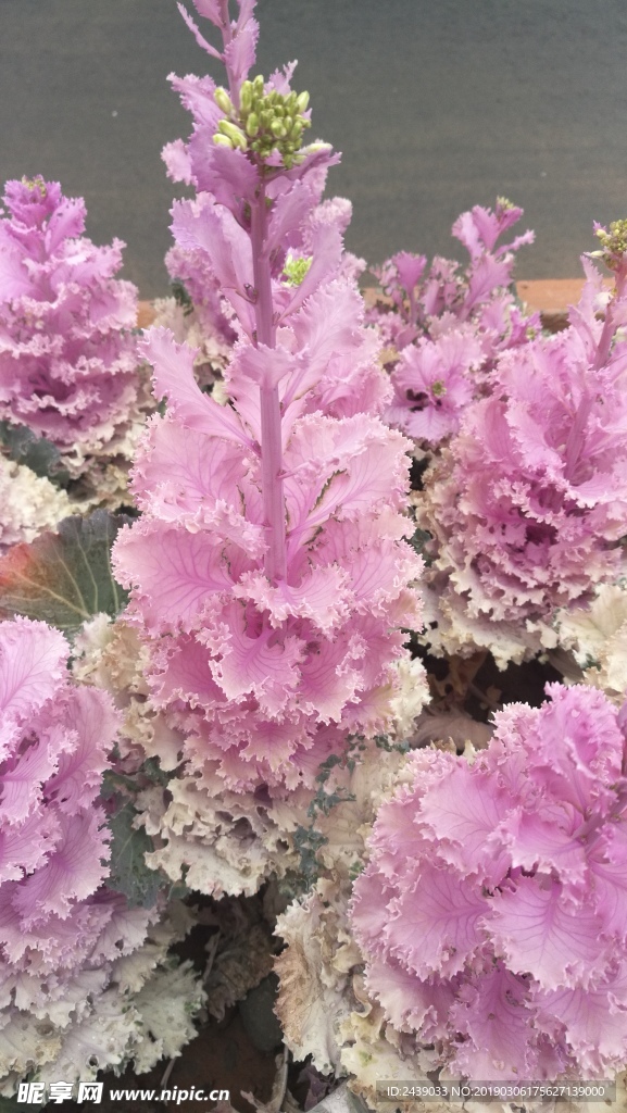 花