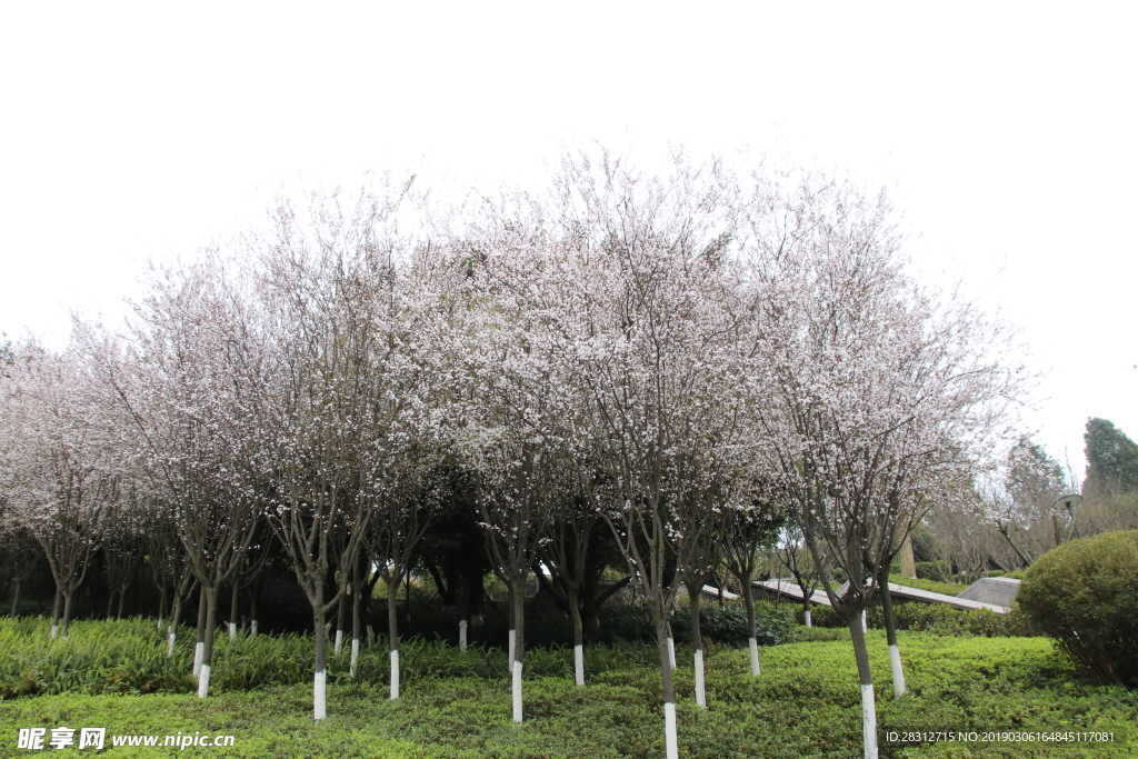 紫叶李