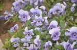 香堇菜
