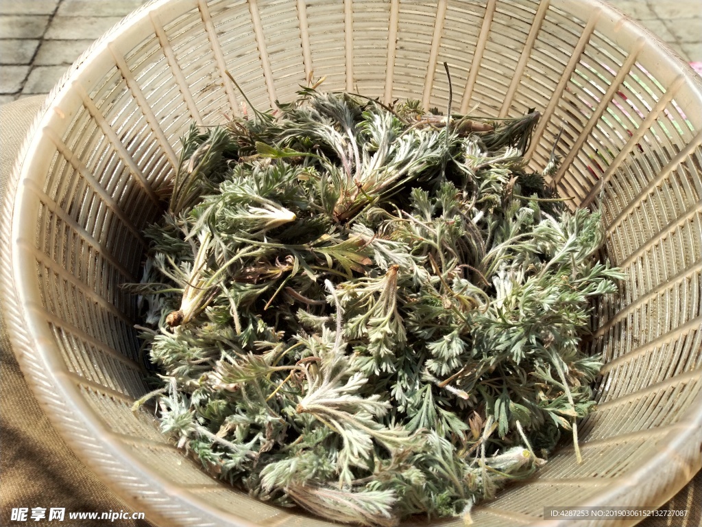 野茵陈