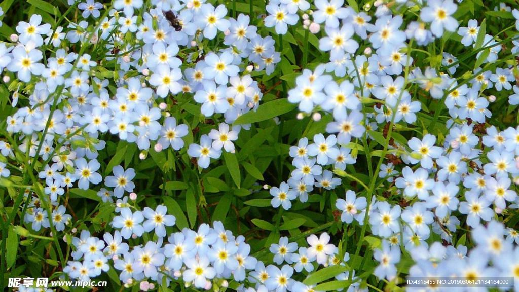 勿忘我花