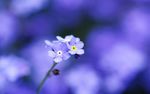 勿忘我花