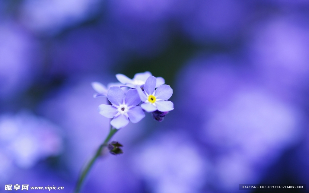 勿忘我花