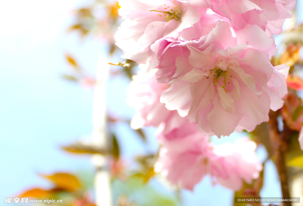 桃花