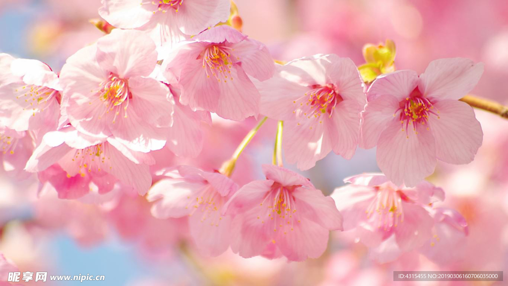 桃花