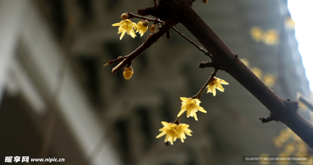 迎春花腊梅花