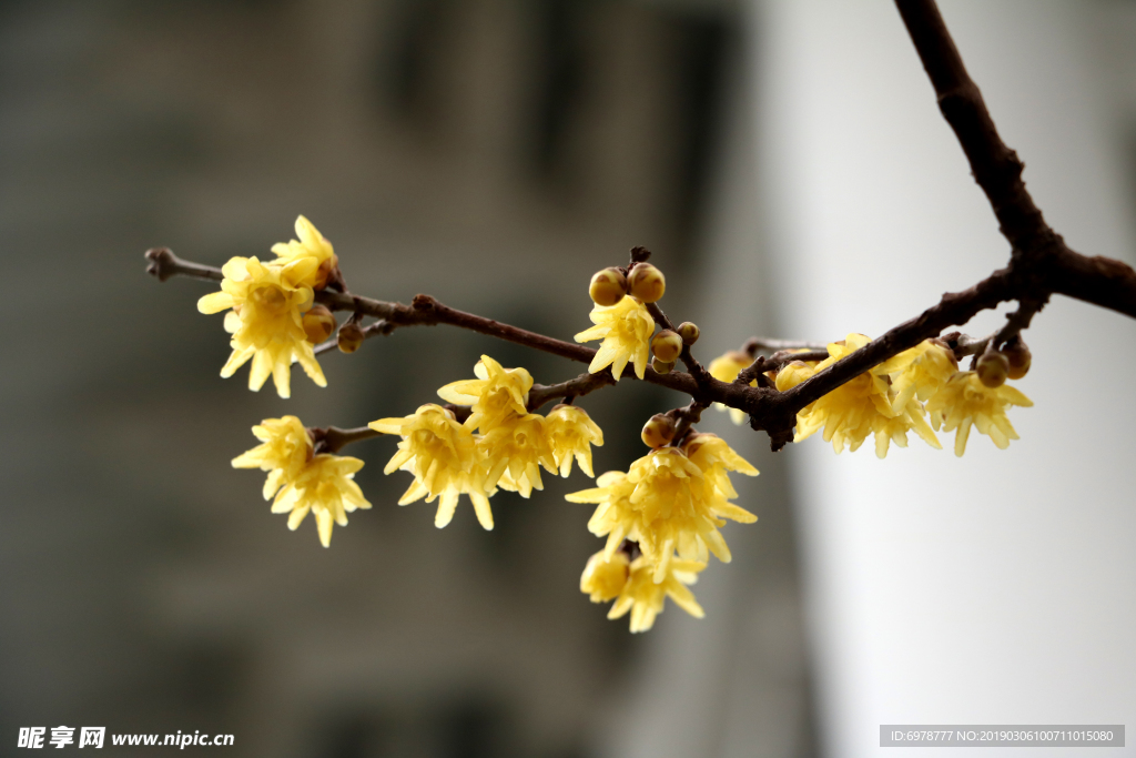 迎春花腊梅花