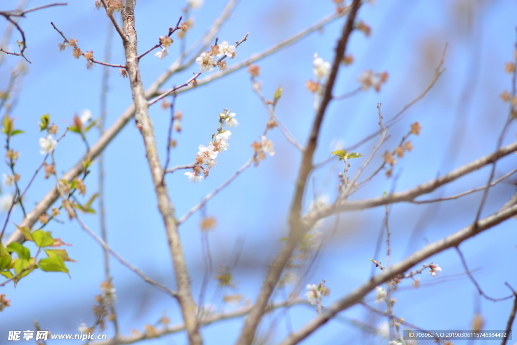 梅花