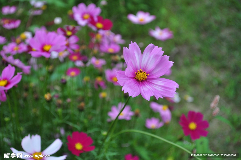 格桑花