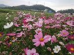 格桑花