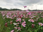 格桑花
