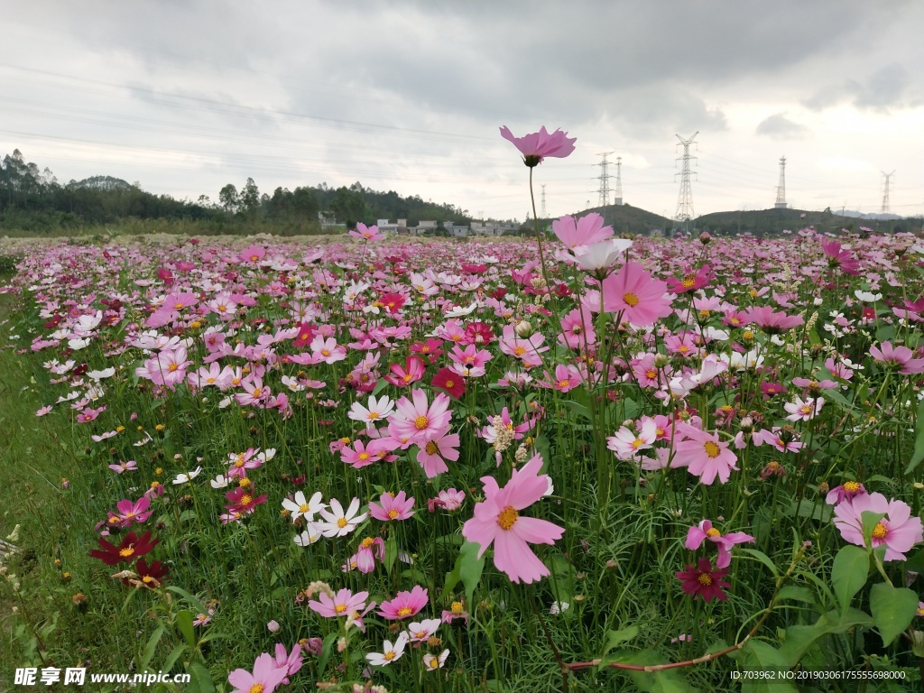 格桑花