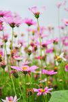 格桑花