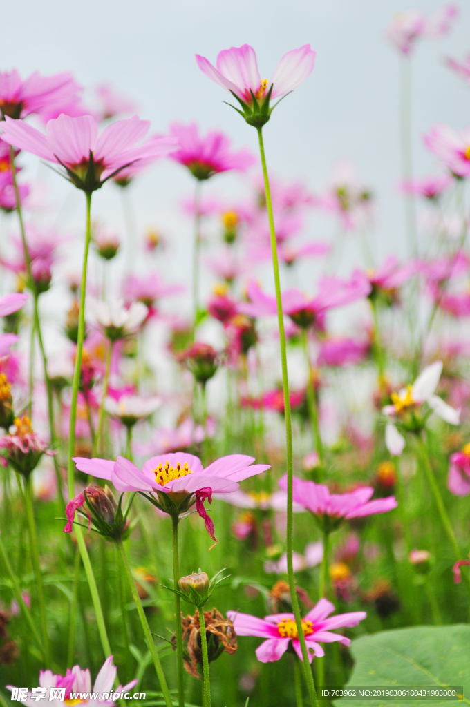 格桑花