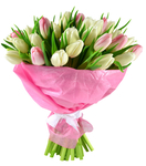 郁金香花束
