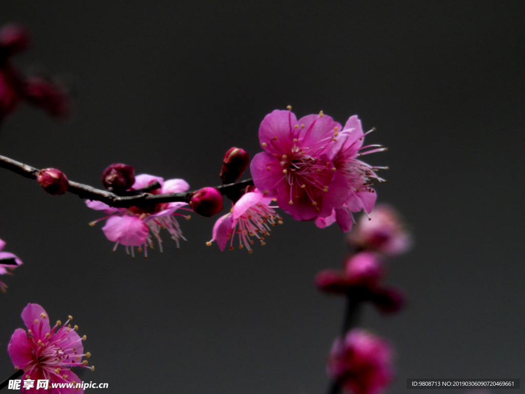 梅花