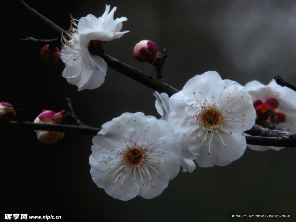 梅花