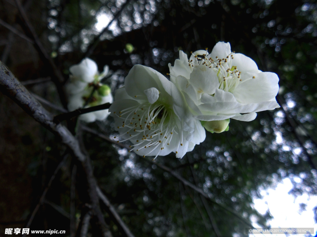 梅花