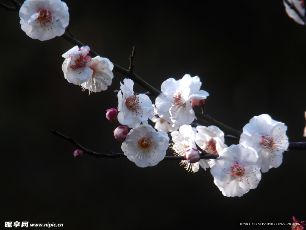 梅花