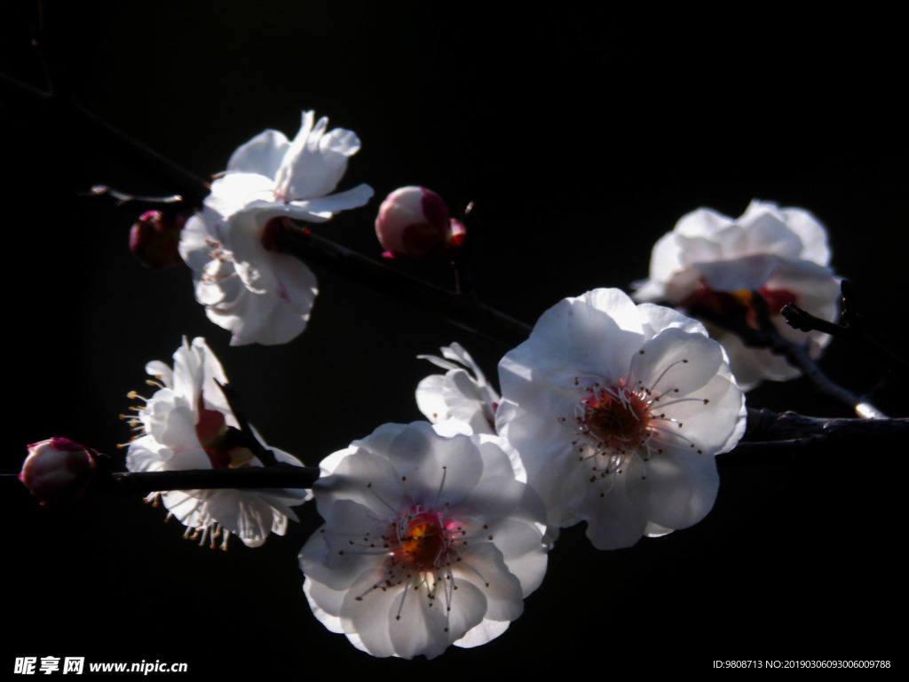 梅花