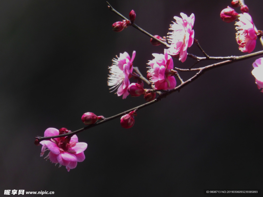 梅花