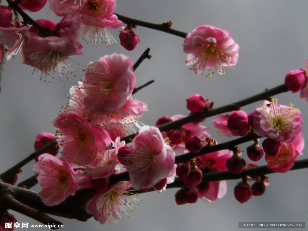 梅花
