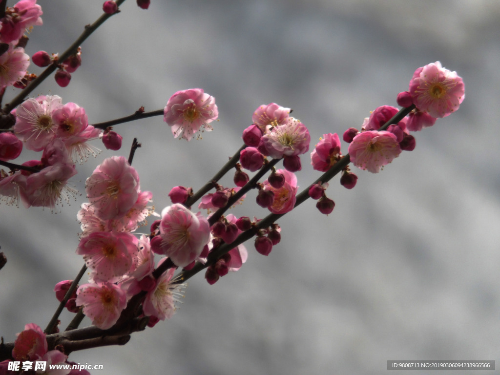 梅花