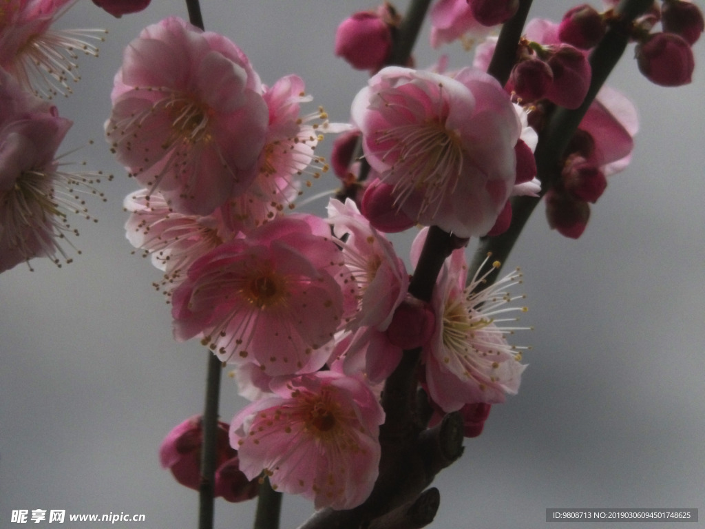 梅花