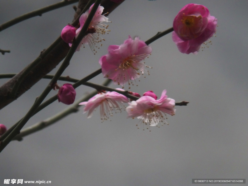 梅花