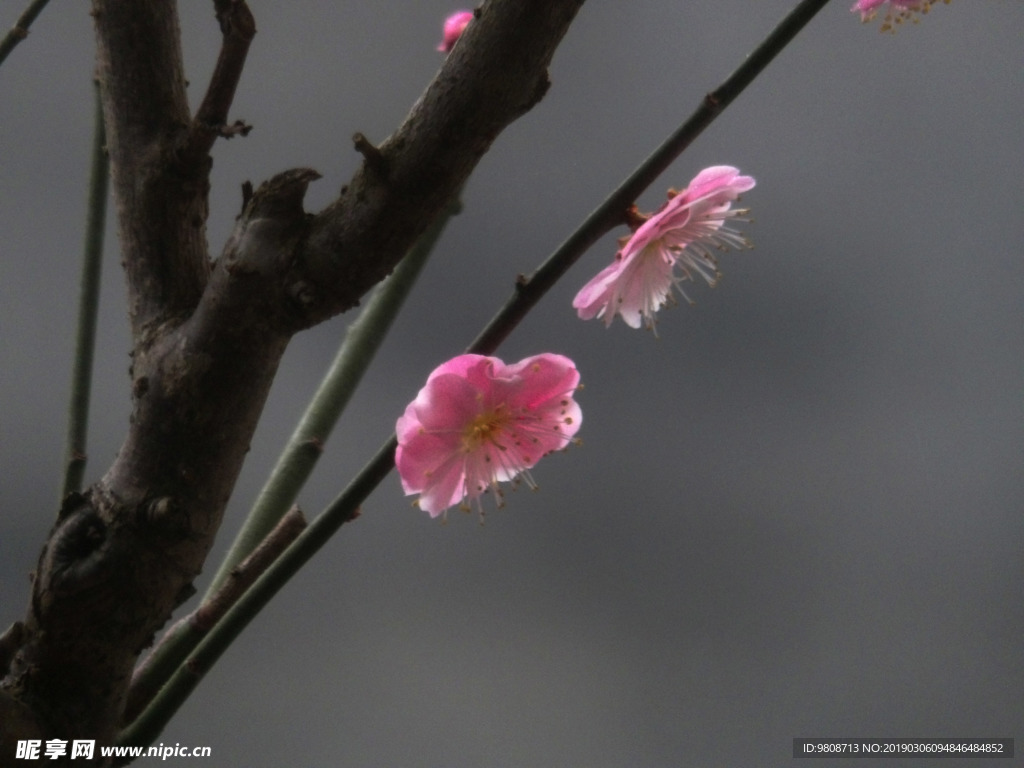 梅花