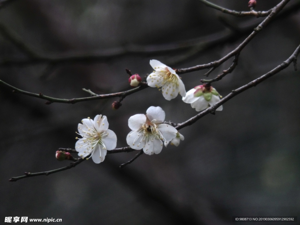 梅花