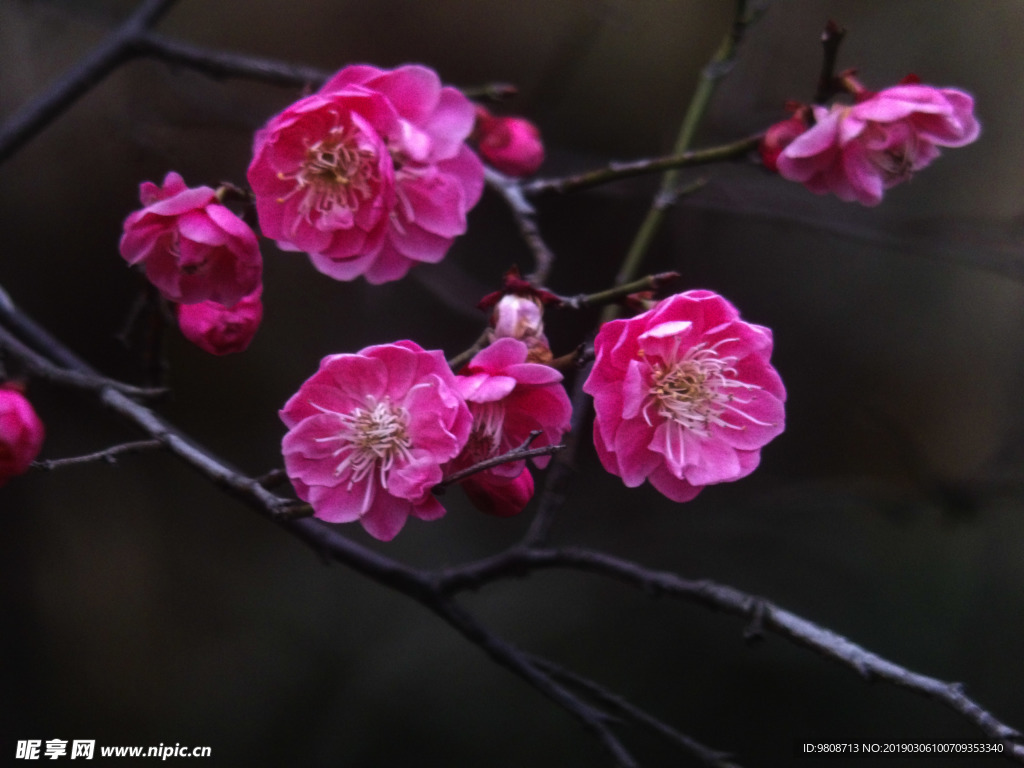 梅花
