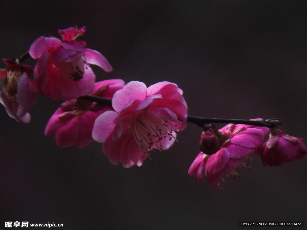 梅花
