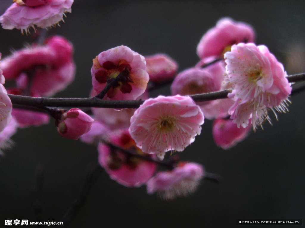 梅花