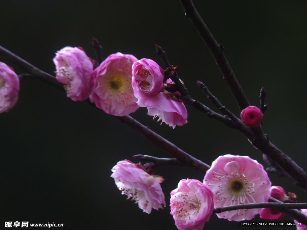 梅花