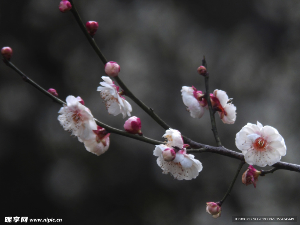 梅花