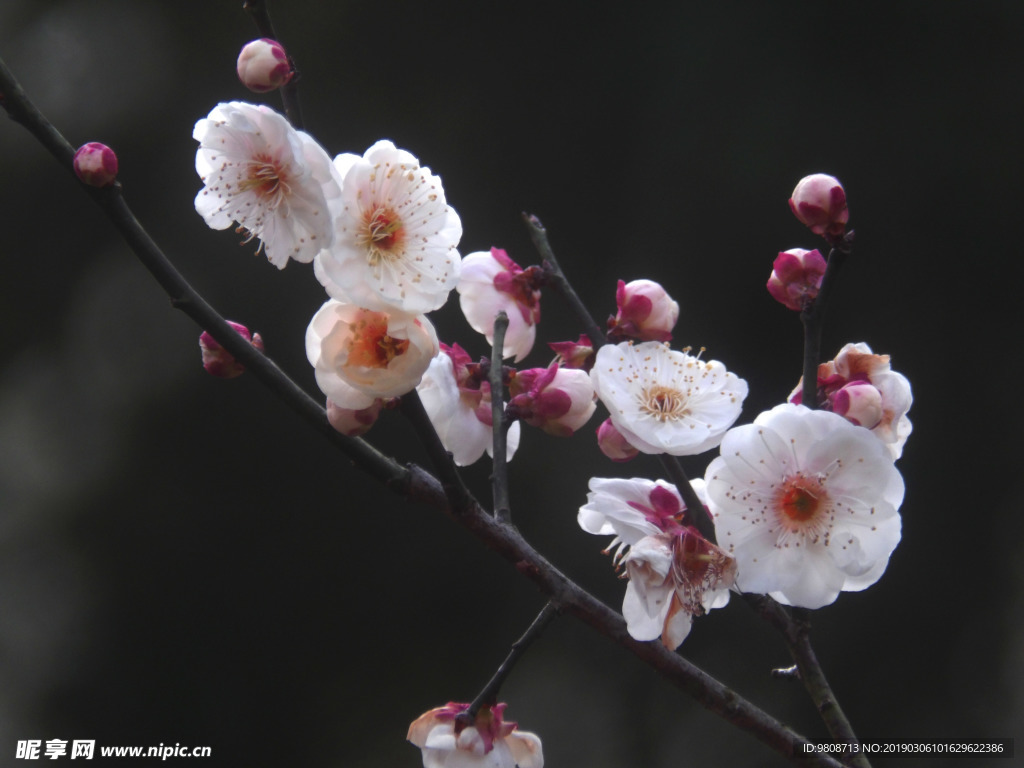 梅花