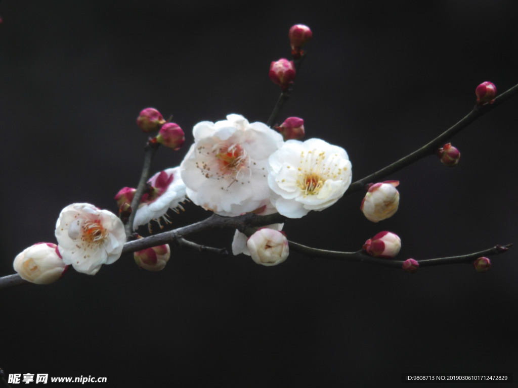 梅花