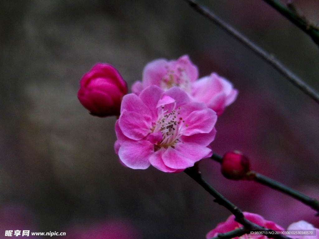 梅花